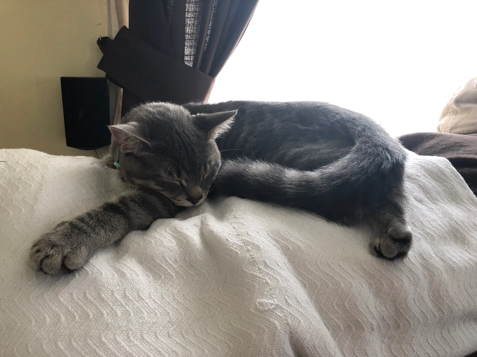 Lost cat in Kingsport, TN, 37664
