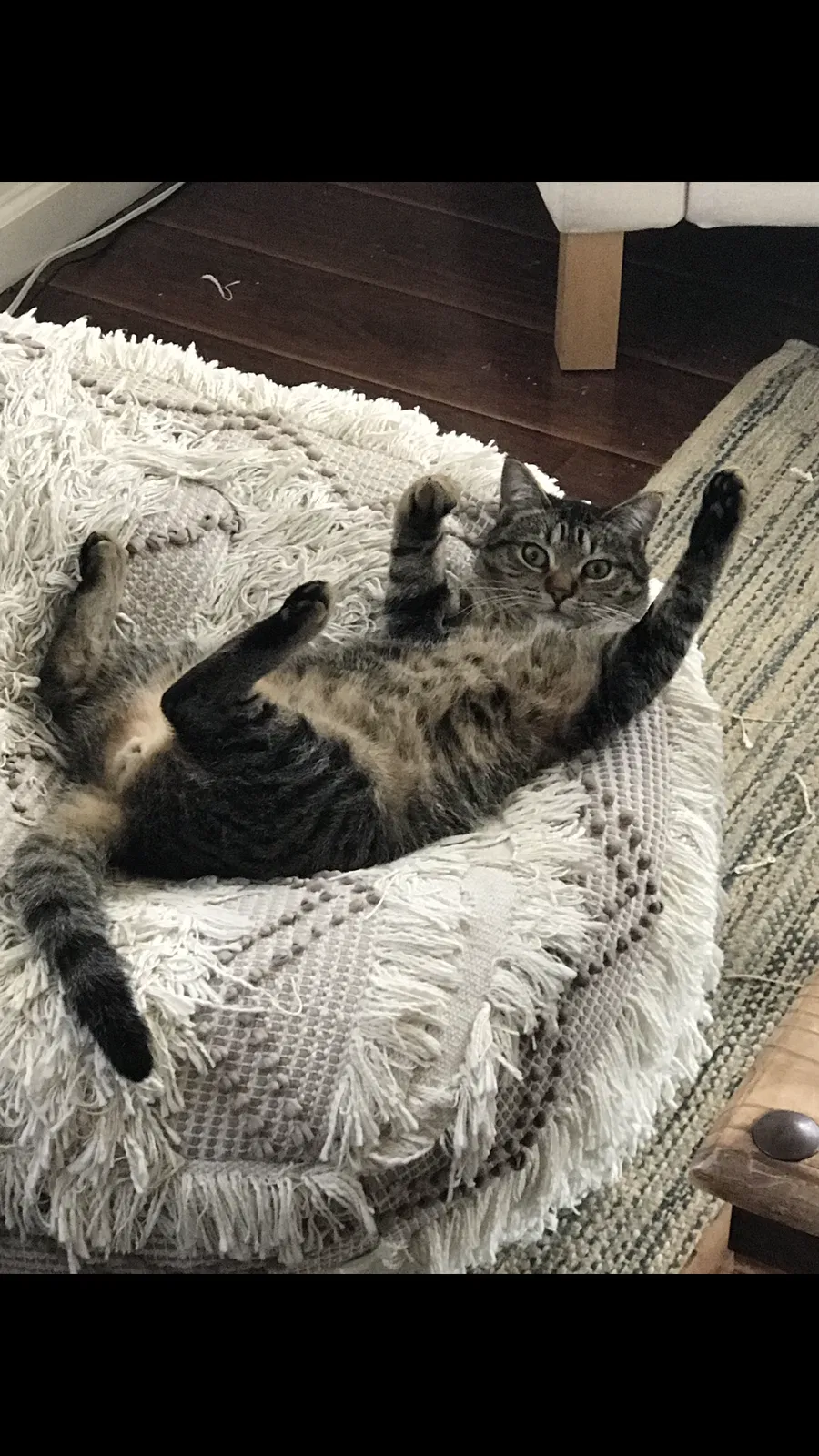 Lost cat in Venice, CA, 90291
