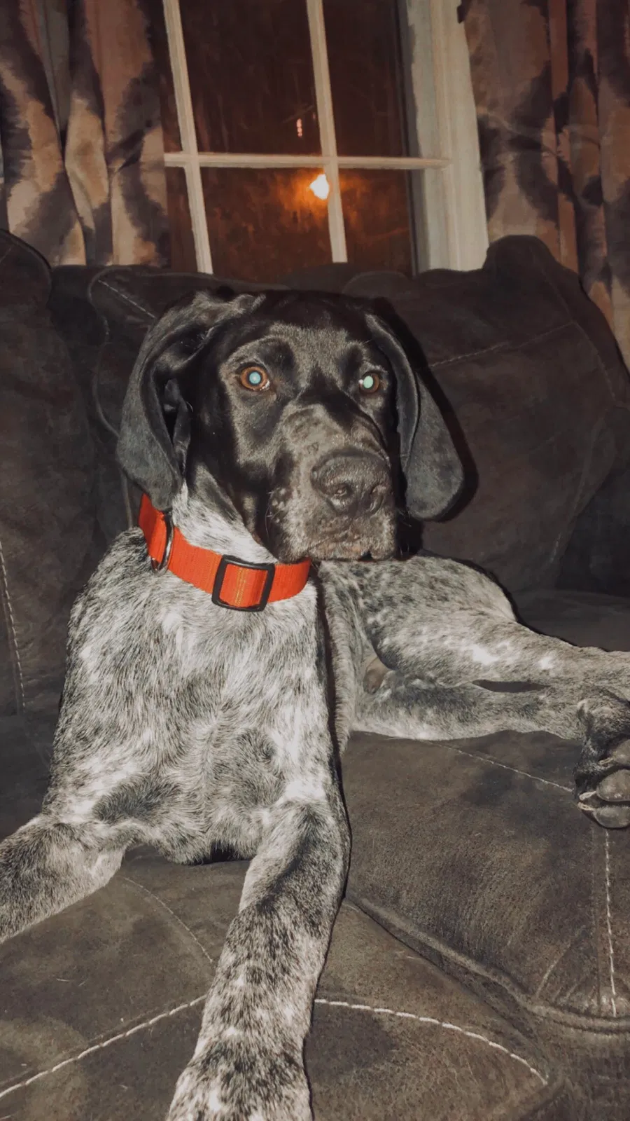 Lost dog in Spencer, IA, 51301