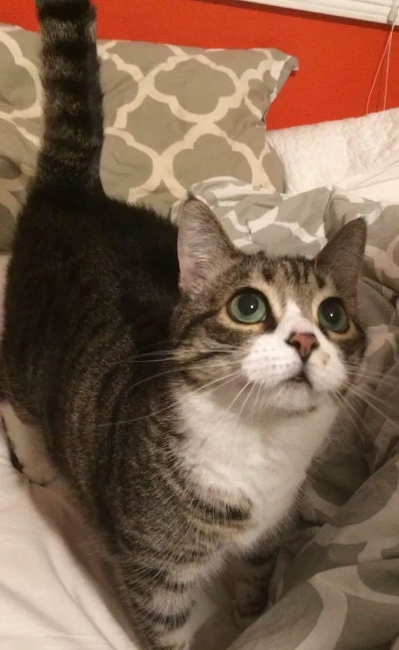 Lost cat in Downers Grove, IL, 60515