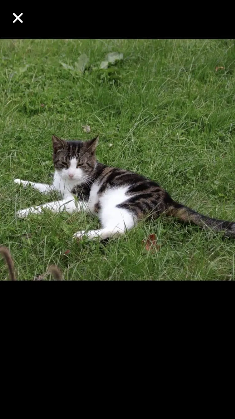 Lost cat in Strongsville, OH, 44149