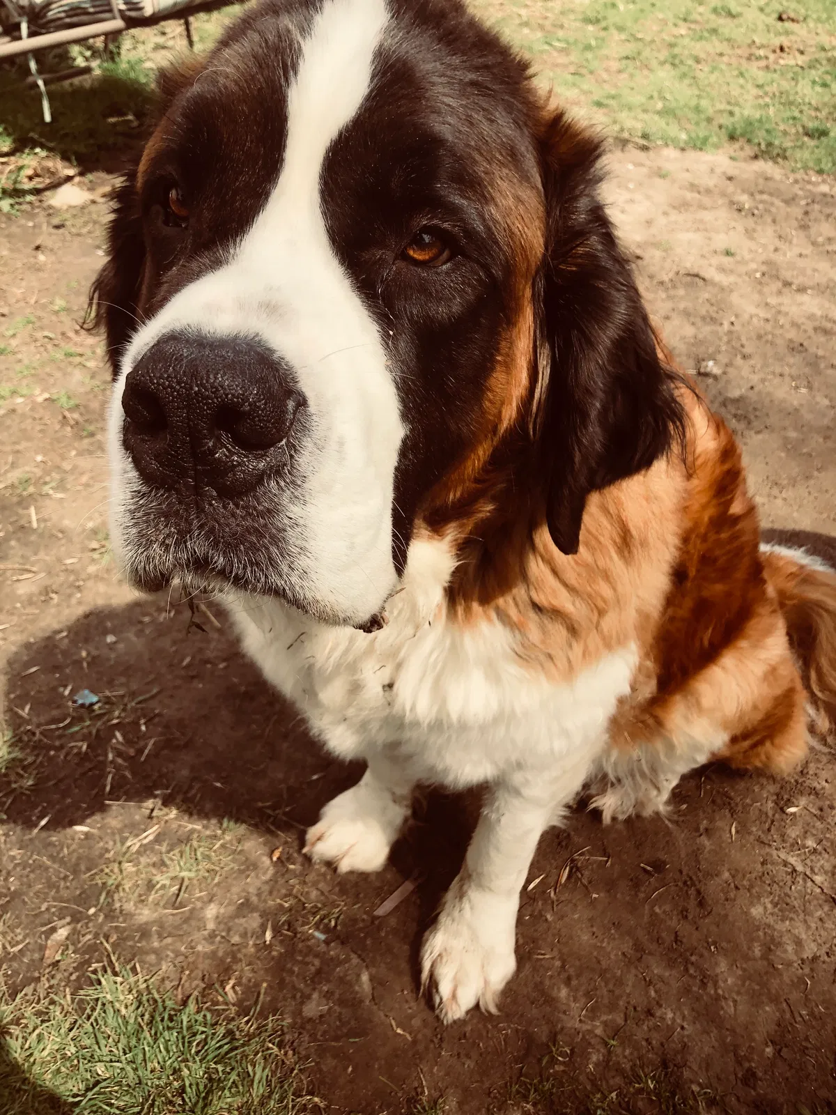 Lost dog in Lake City, MN, 55041