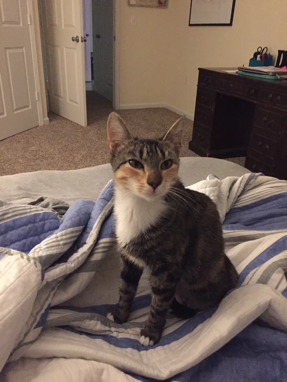 Lost cat in Greensboro, NC, 27401