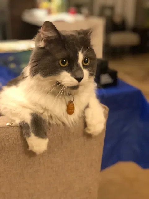 Lost cat in Hollywood, FL, 33025