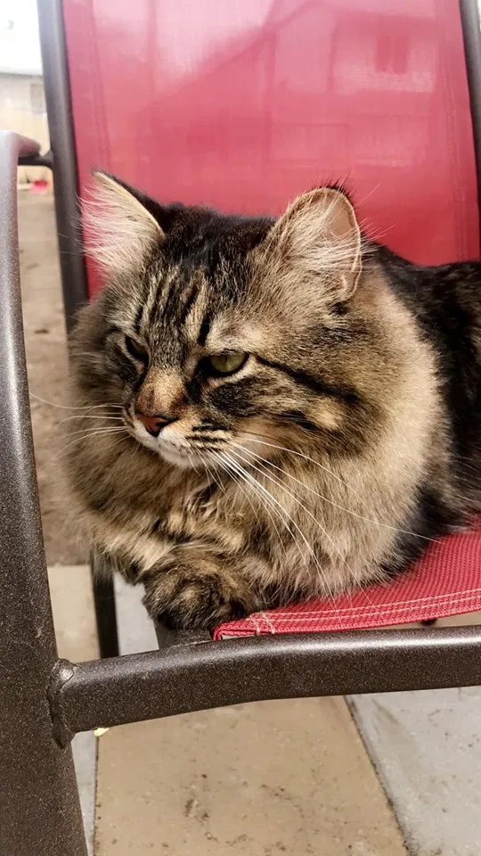 Lost cat in Magna, UT, 84044