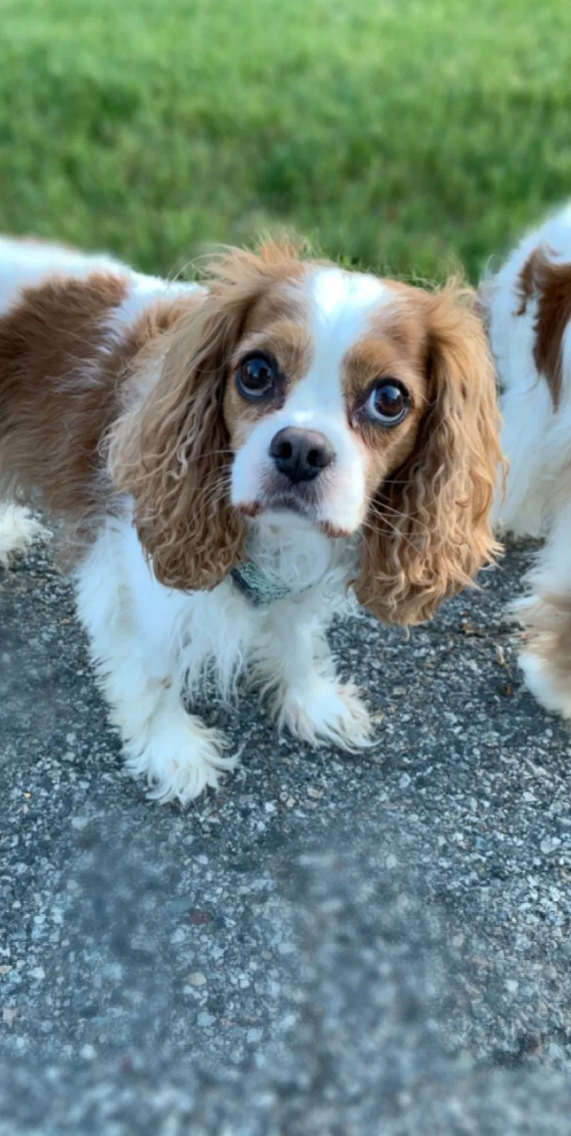 Lost dog in Holden, MA, 1520