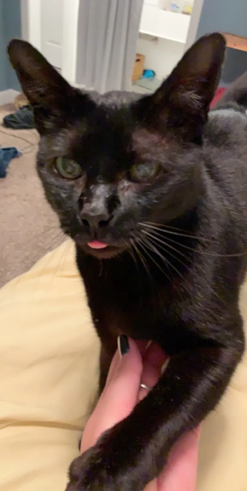 Lost cat in Rock Hill, SC, 29732