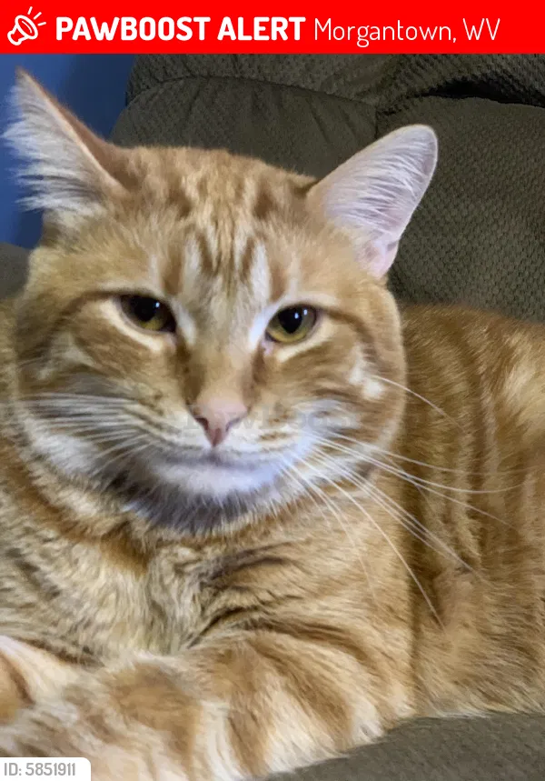 Lost cat in Morgantown, WV, 26505