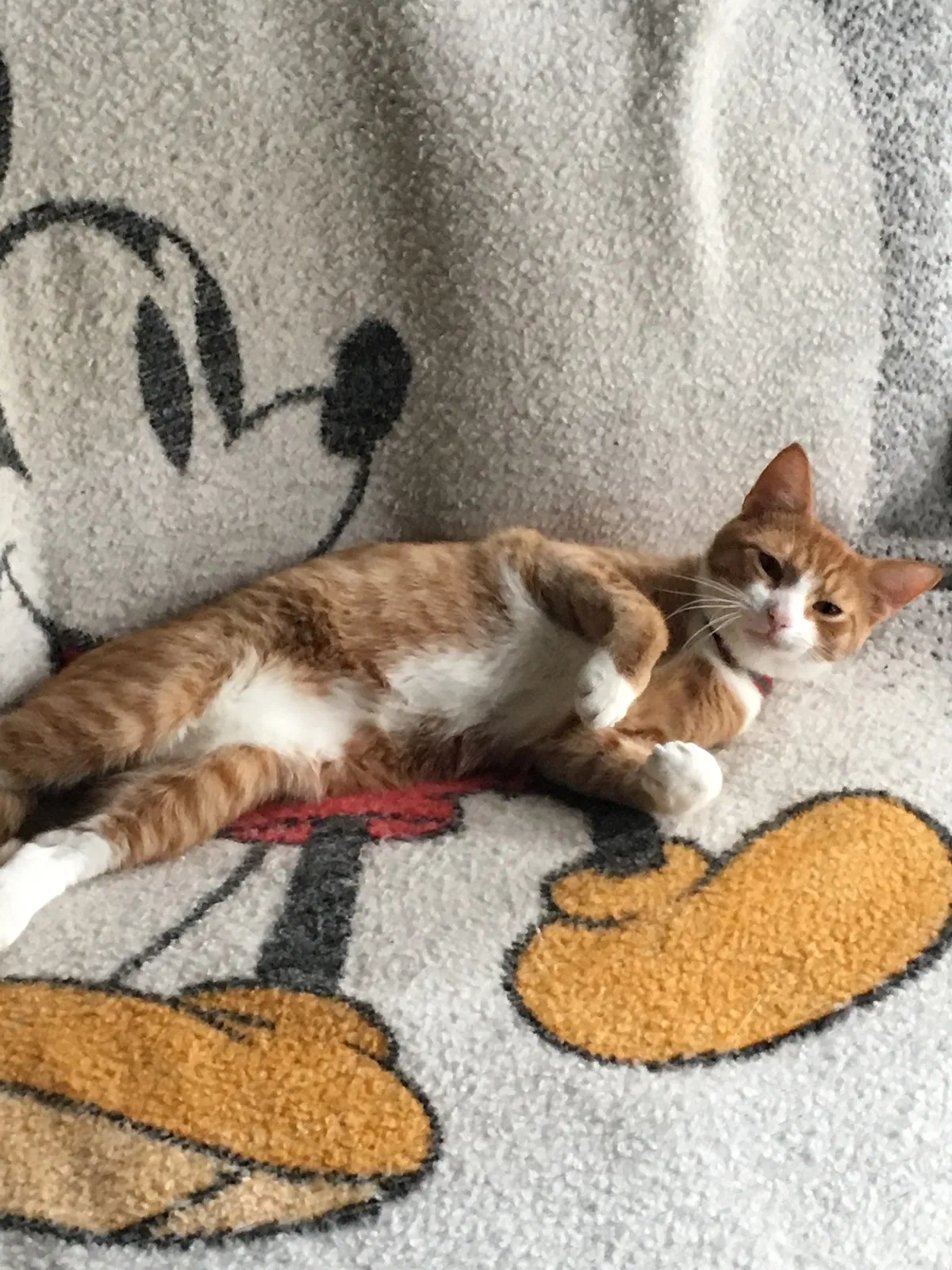 Lost cat in Lakeville, MN, 55044