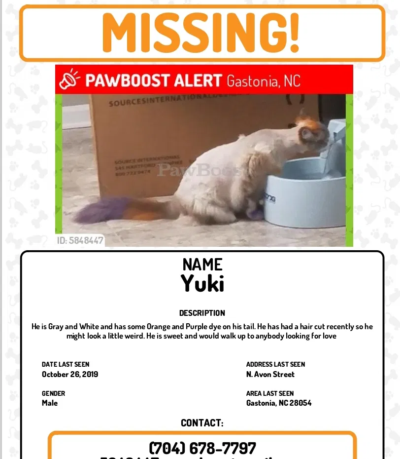 Lost cat in Gastonia, NC, 28054