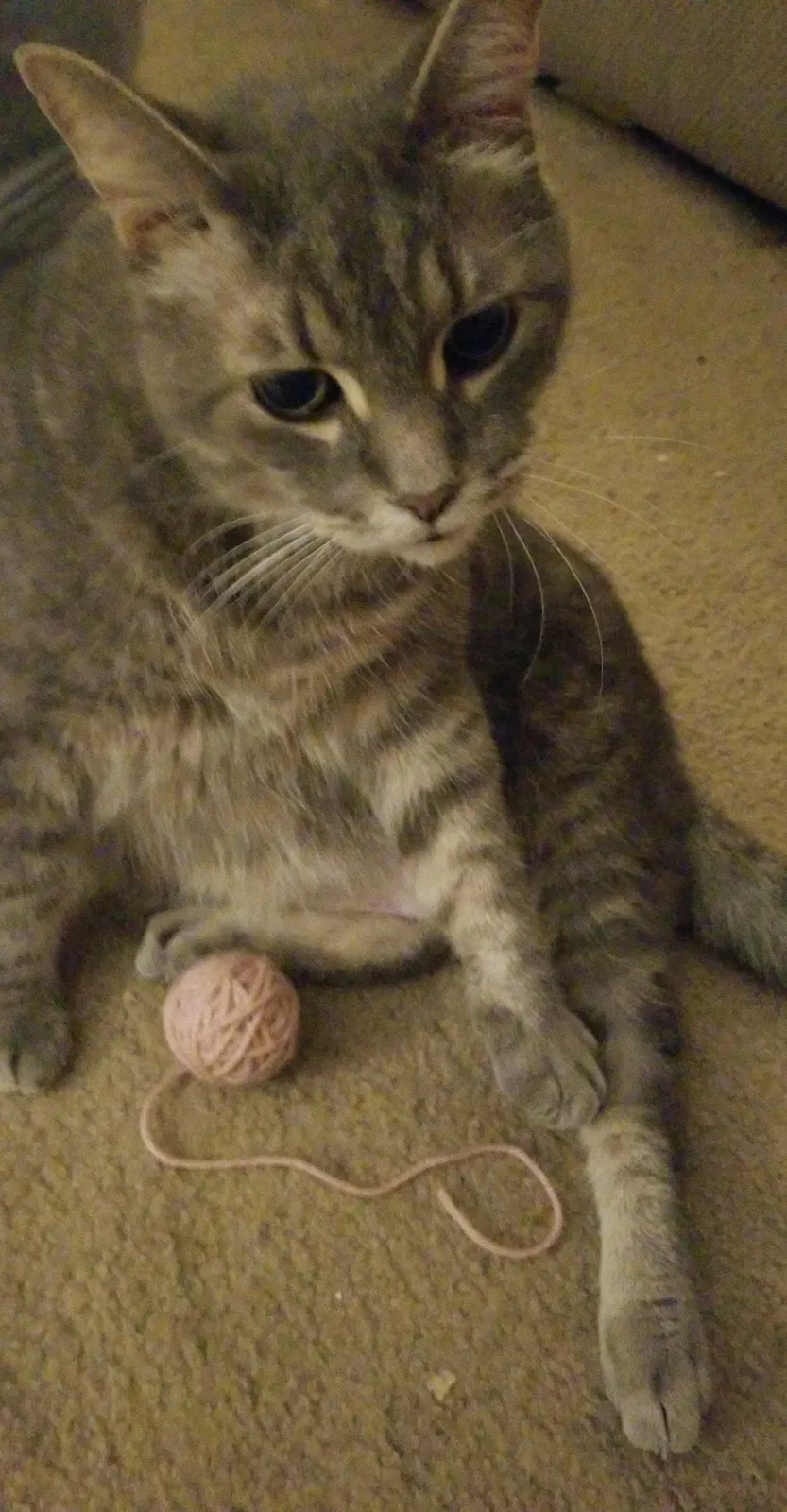 Lost cat in Pittsburgh, PA, 15229