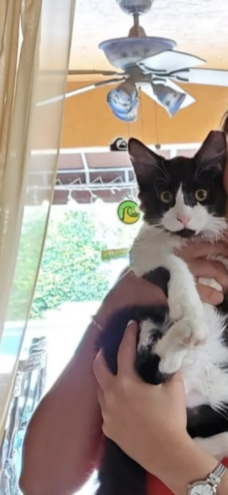 Lost cat in Miami, FL, 33182