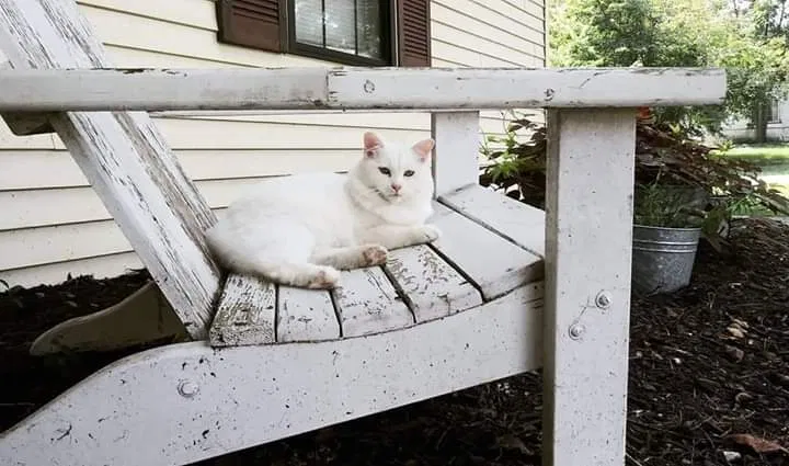 Lost cat in Nixa, MO, 65714