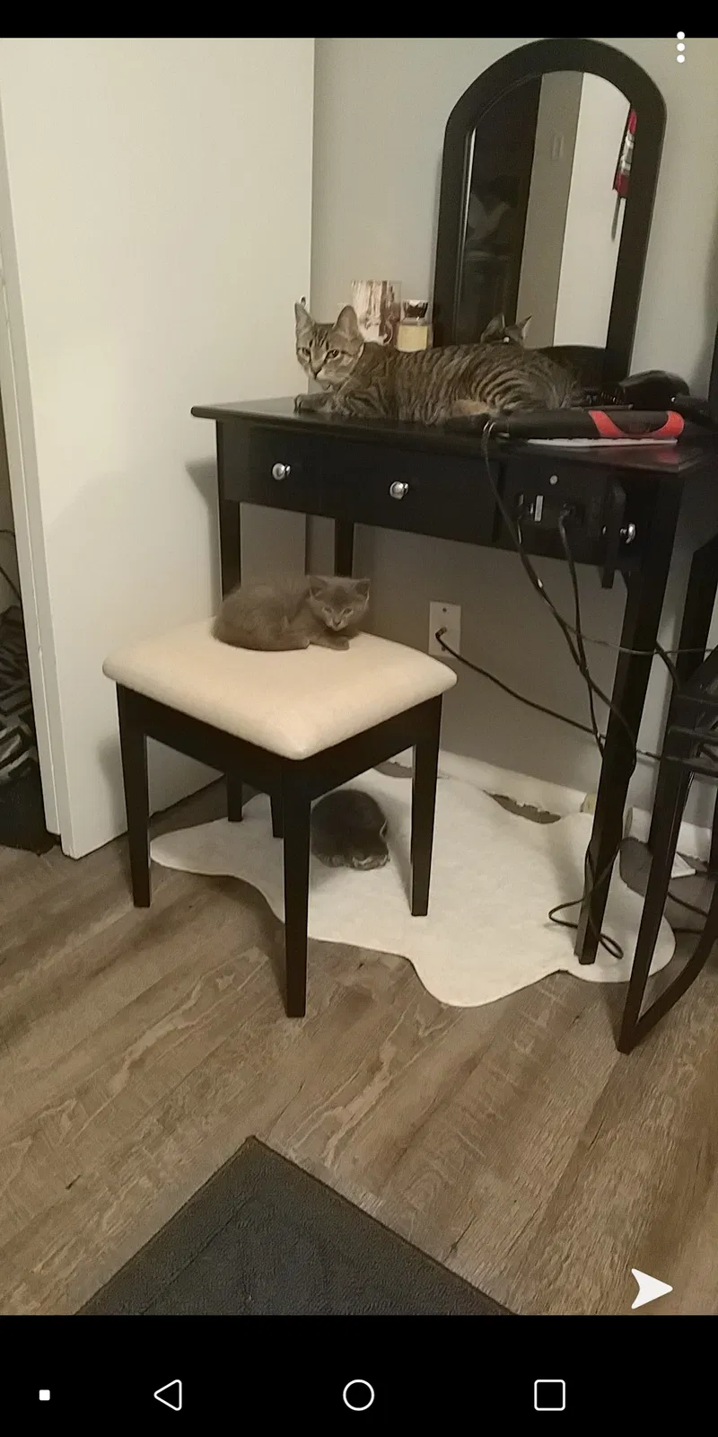 Lost cat in Columbus, OH, 43224