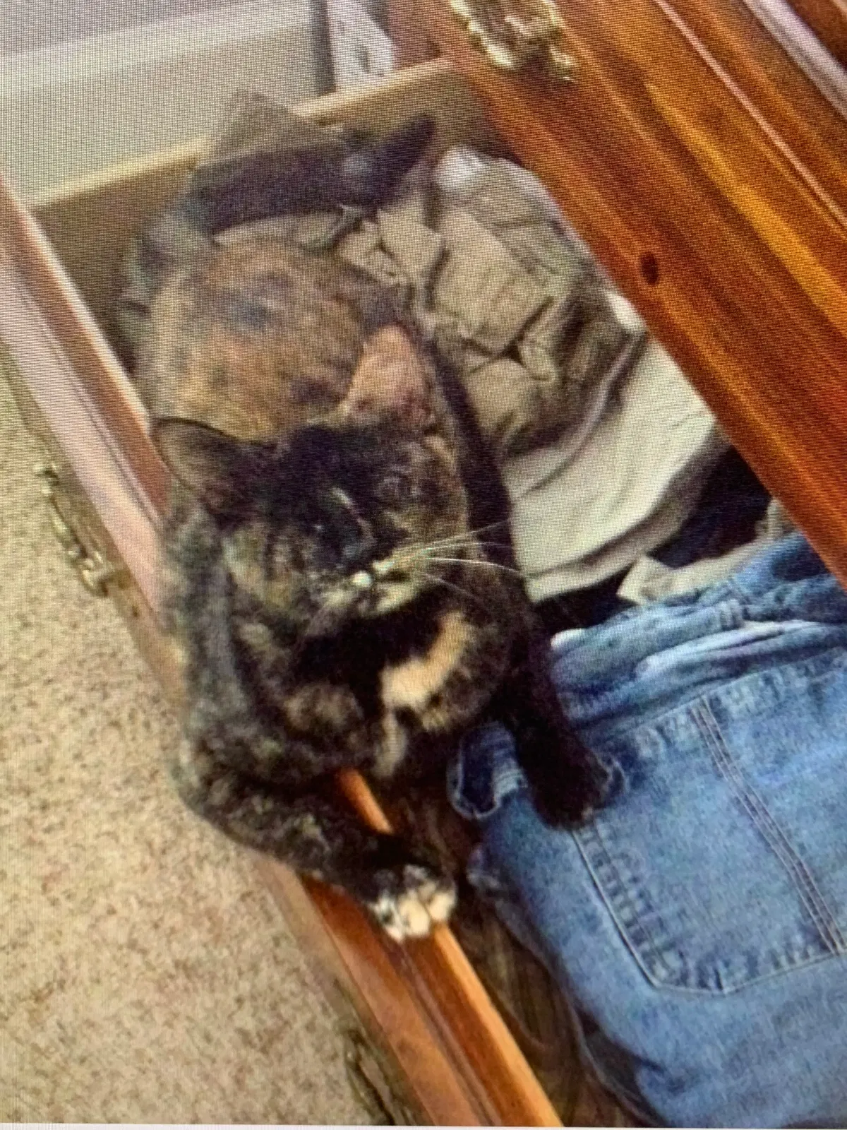 Lost cat in Pelham, AL, 35124