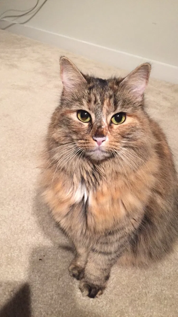 Lost cat in Charlotte, NC, 28273