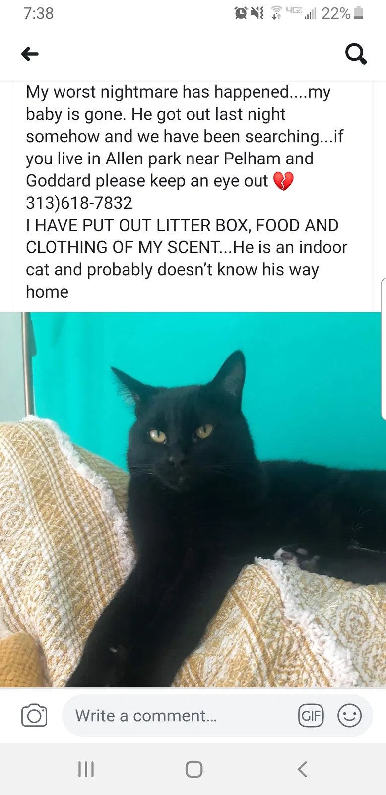 Lost cat in Allen Park, MI, 48101