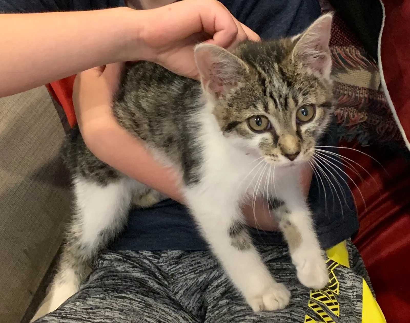Lost cat in Grove City, OH, 43123