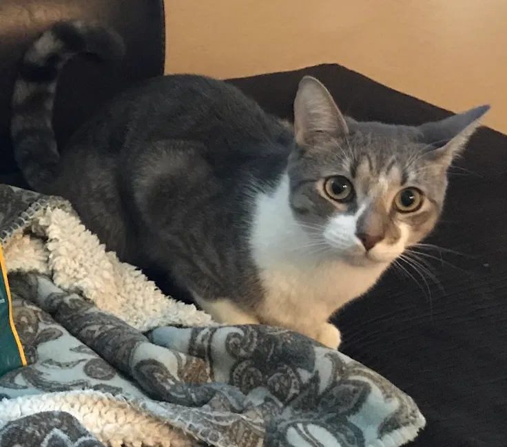 Lost cat in Goodyear, AZ, 85338