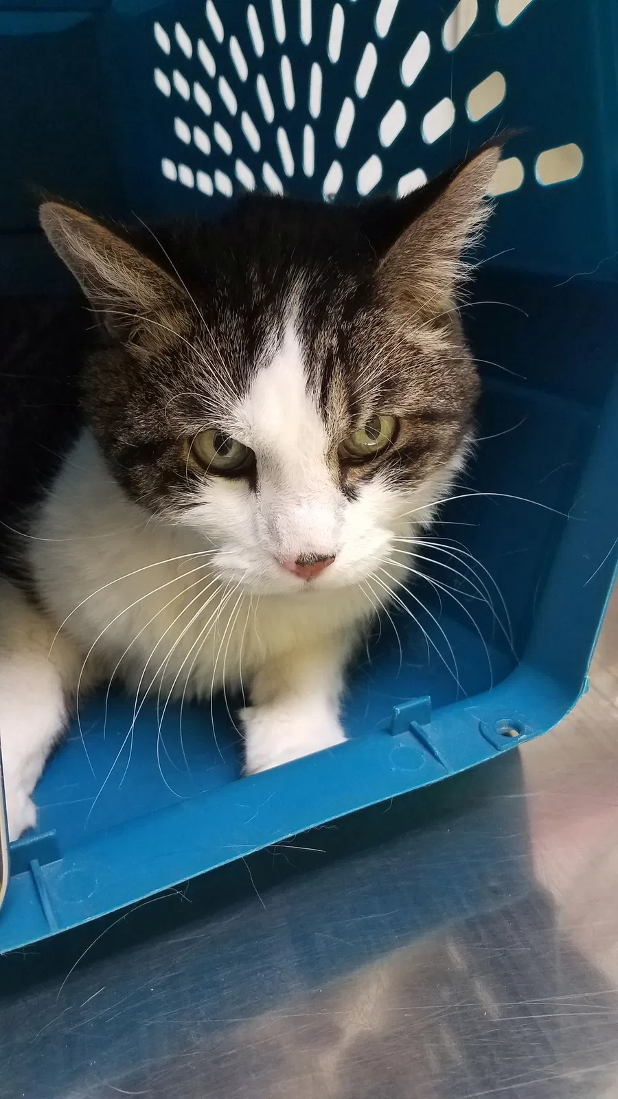 Lost cat in Mesa, AZ, 85204