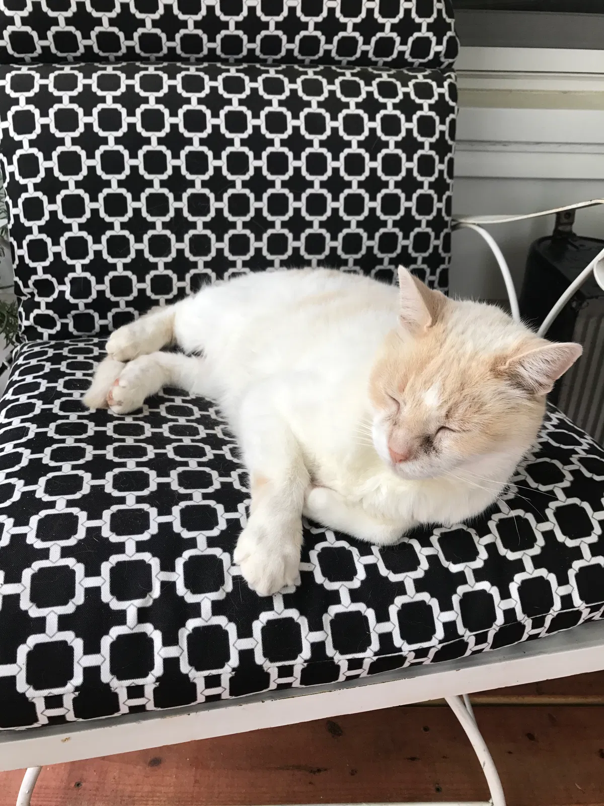 Lost cat in Allegan, MI, 49010