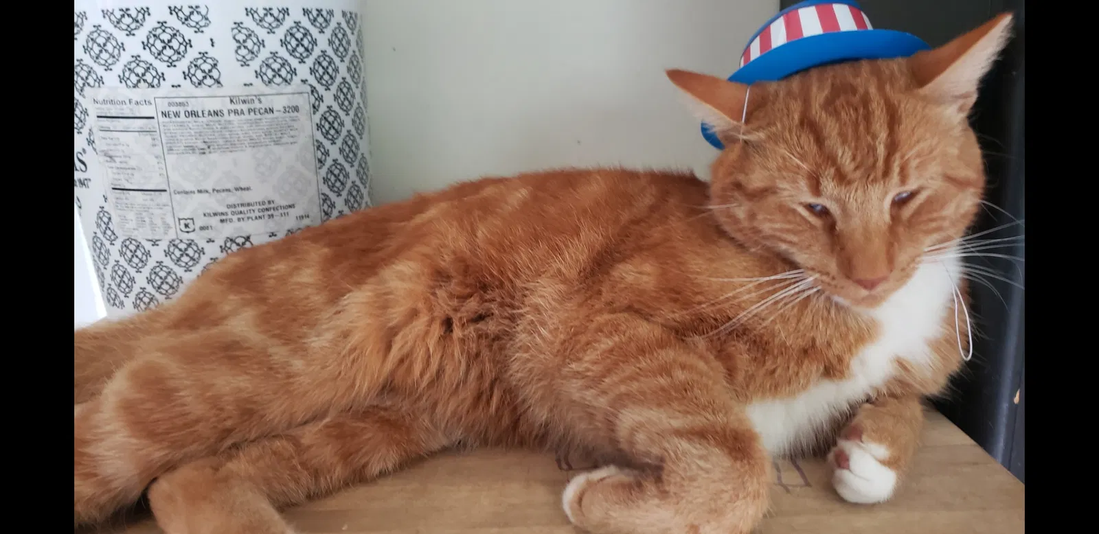 Lost cat in Novi, MI, 48375