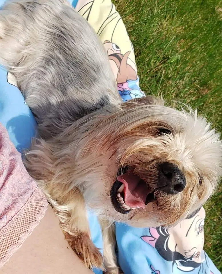 Lost dog in Murfreesboro, TN, 37129