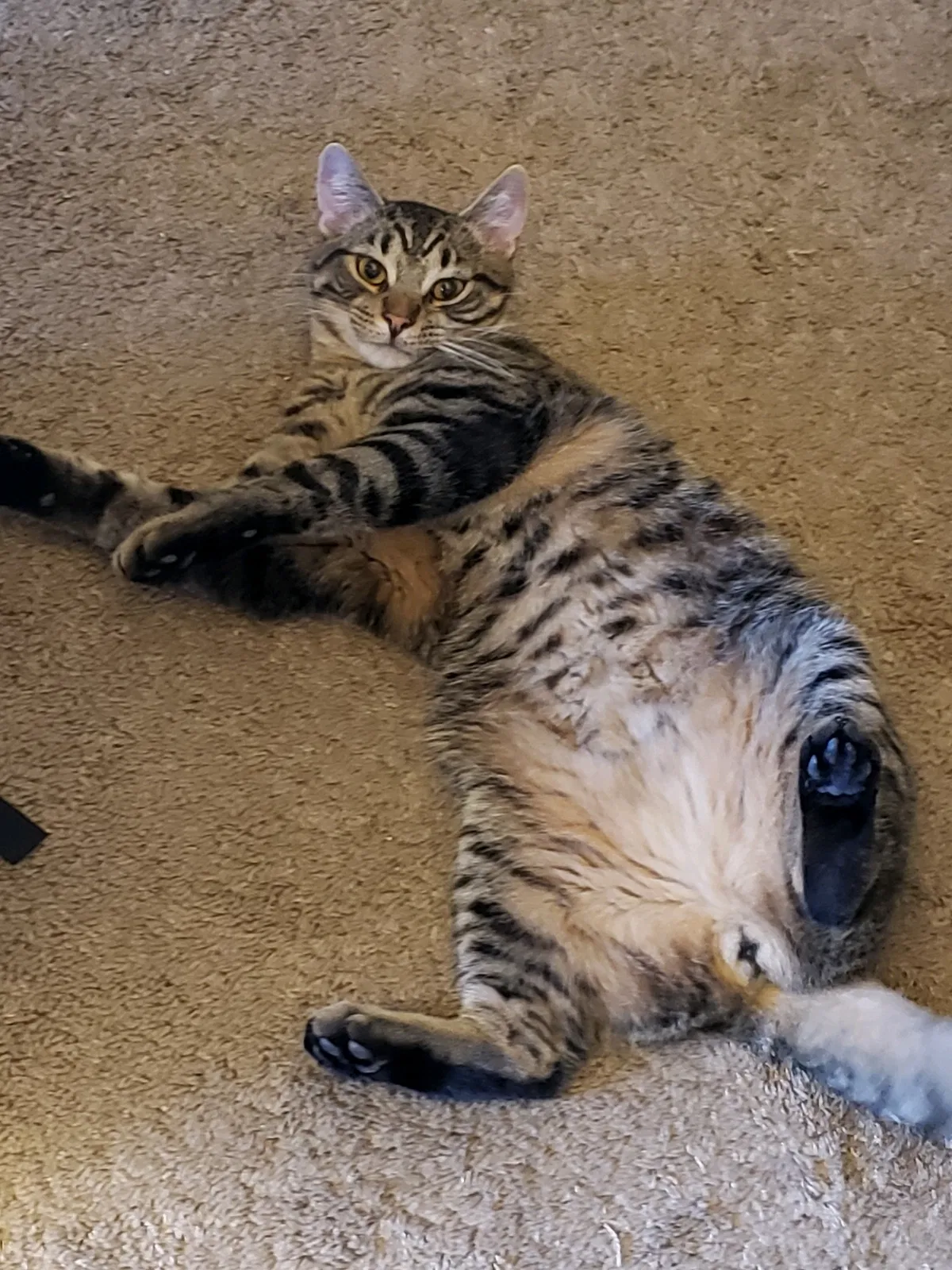 Lost cat in Columbus, OH, 43219