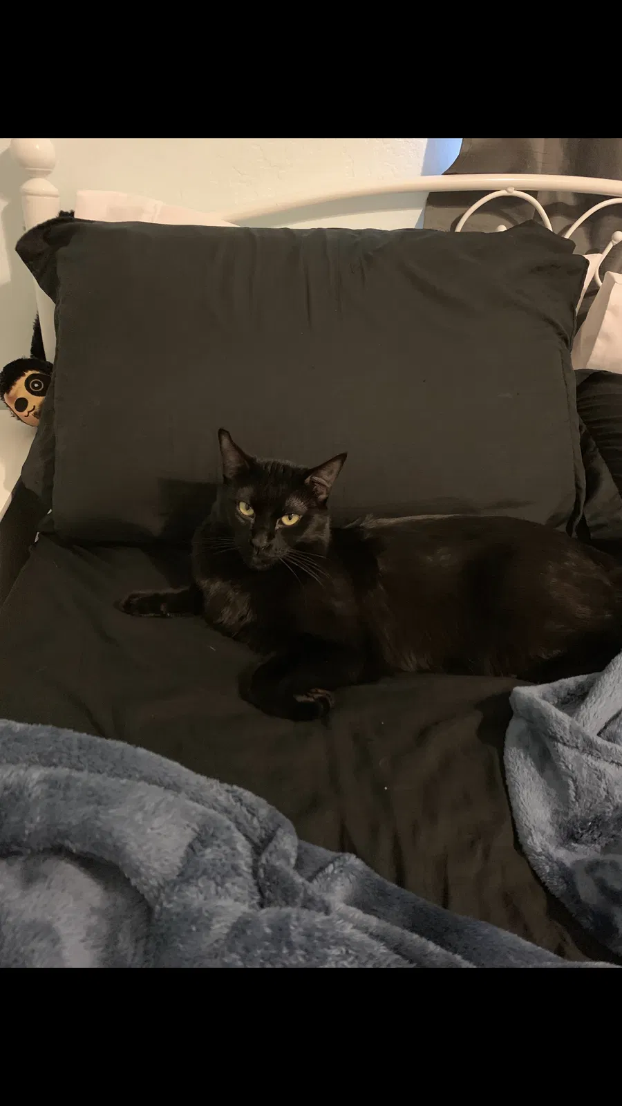 Lost cat in Phoenix, AZ, 85027