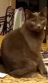Lost cat in Fayetteville, GA, 30215