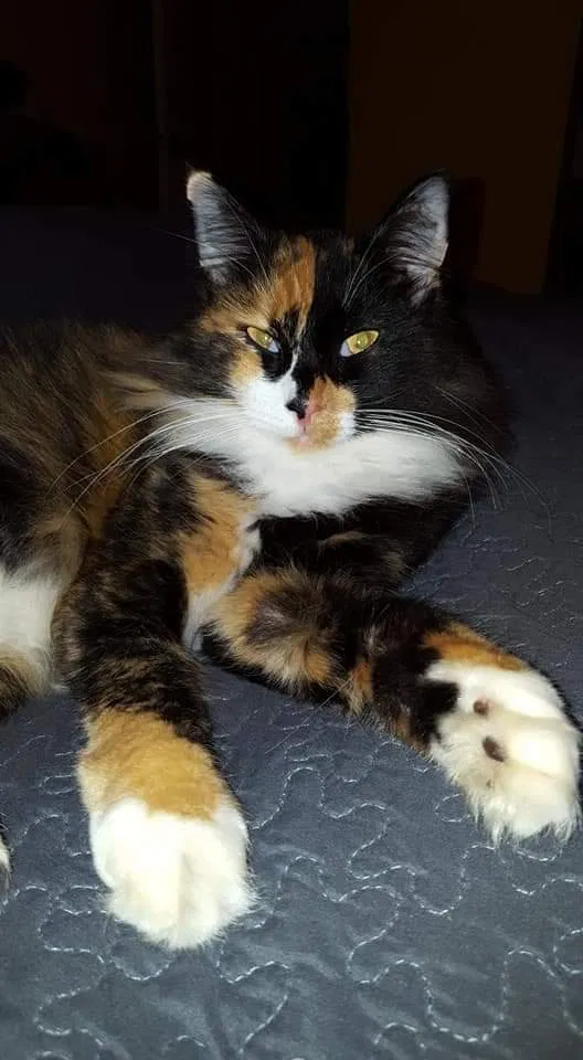 Lost cat in Vero Beach, FL, 32967