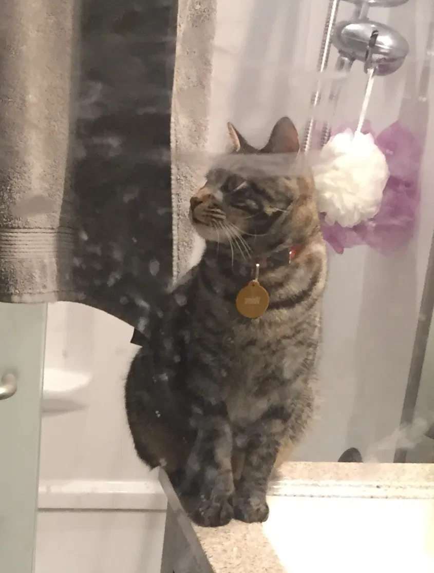 Lost cat in Jamestown, ND, 58401