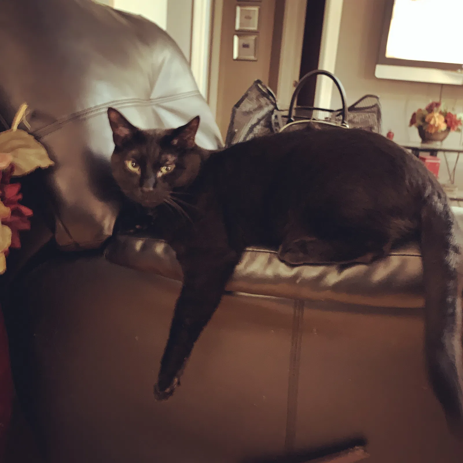 Lost cat in Kalamazoo, MI, 49006