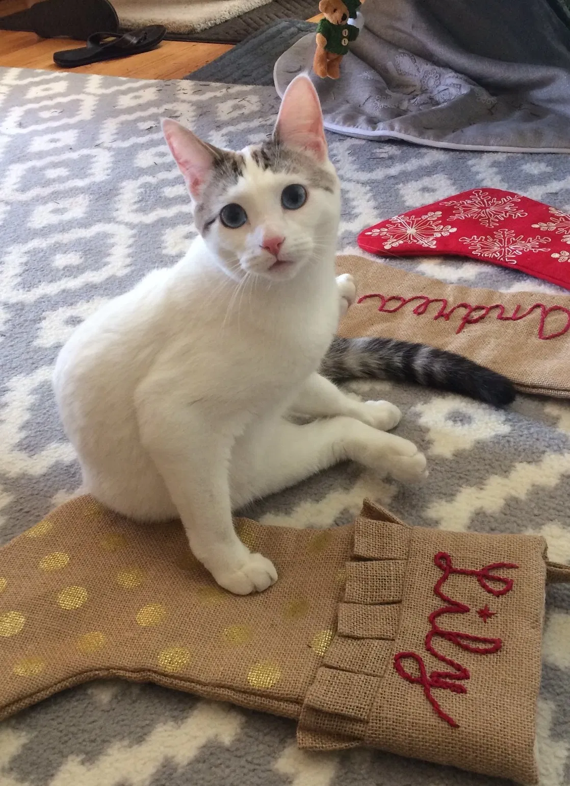 Lost cat in Richmond, CA, 94804