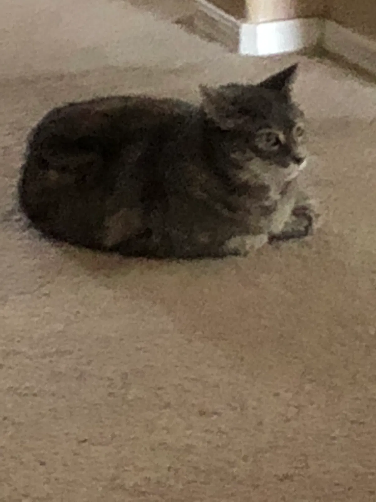 Lost cat in Scottsdale, AZ, 85259