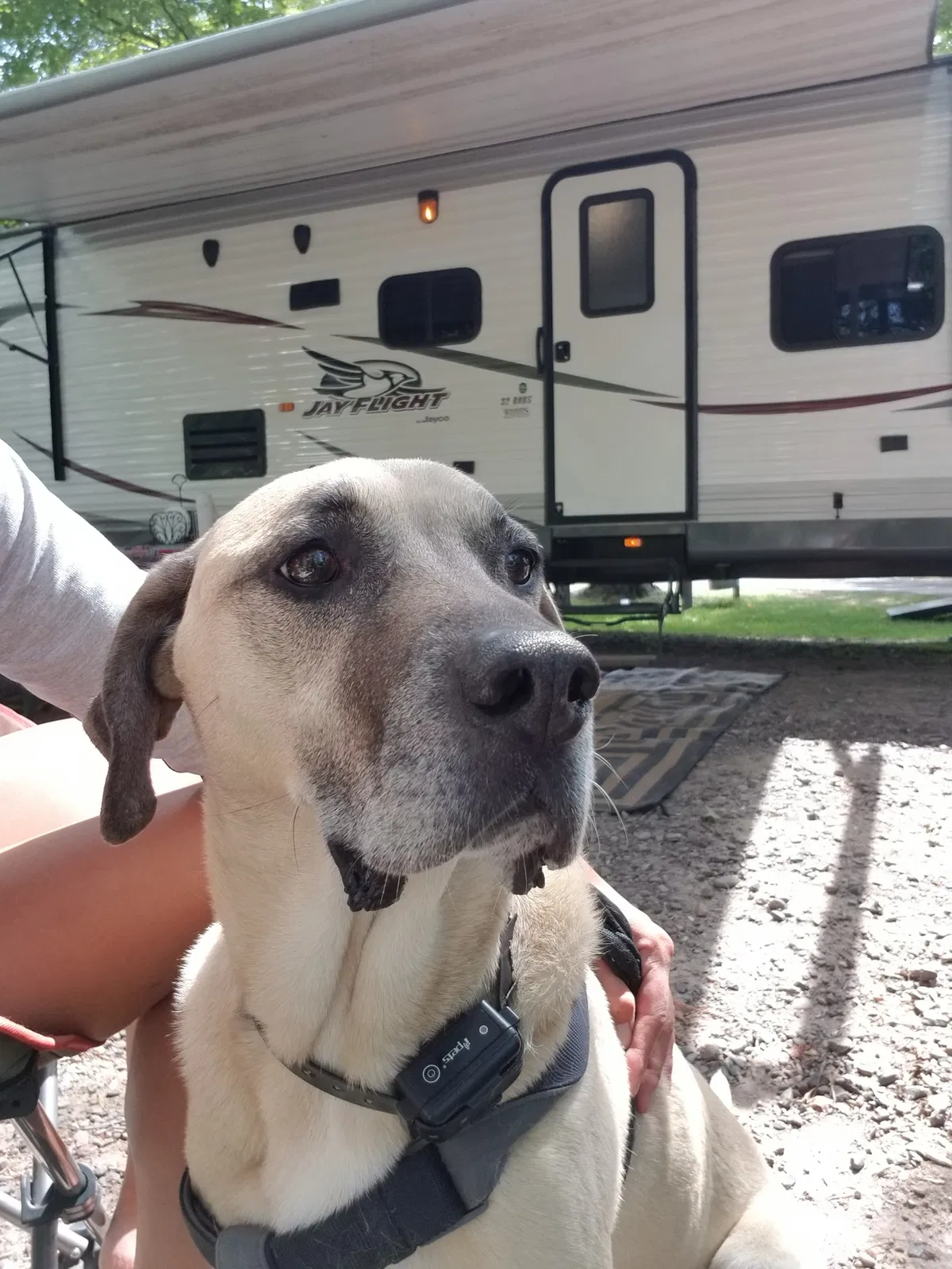 Lost dog in Cadott, WI, 54727