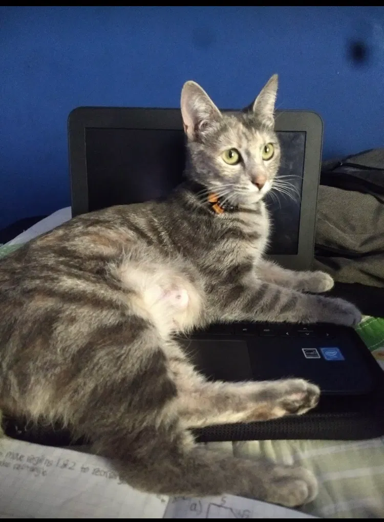 Lost cat in Santa Ana, CA, 92707