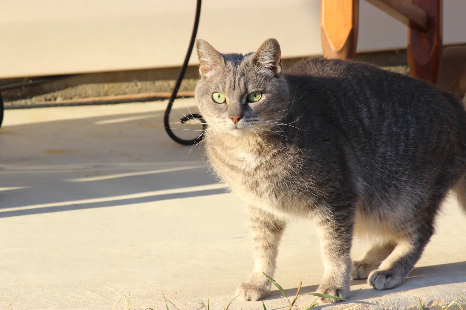 Lost cat in West Columbia, SC, 29170
