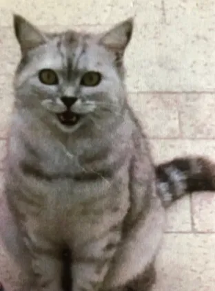 Lost cat in Collegeville, PA, 19426