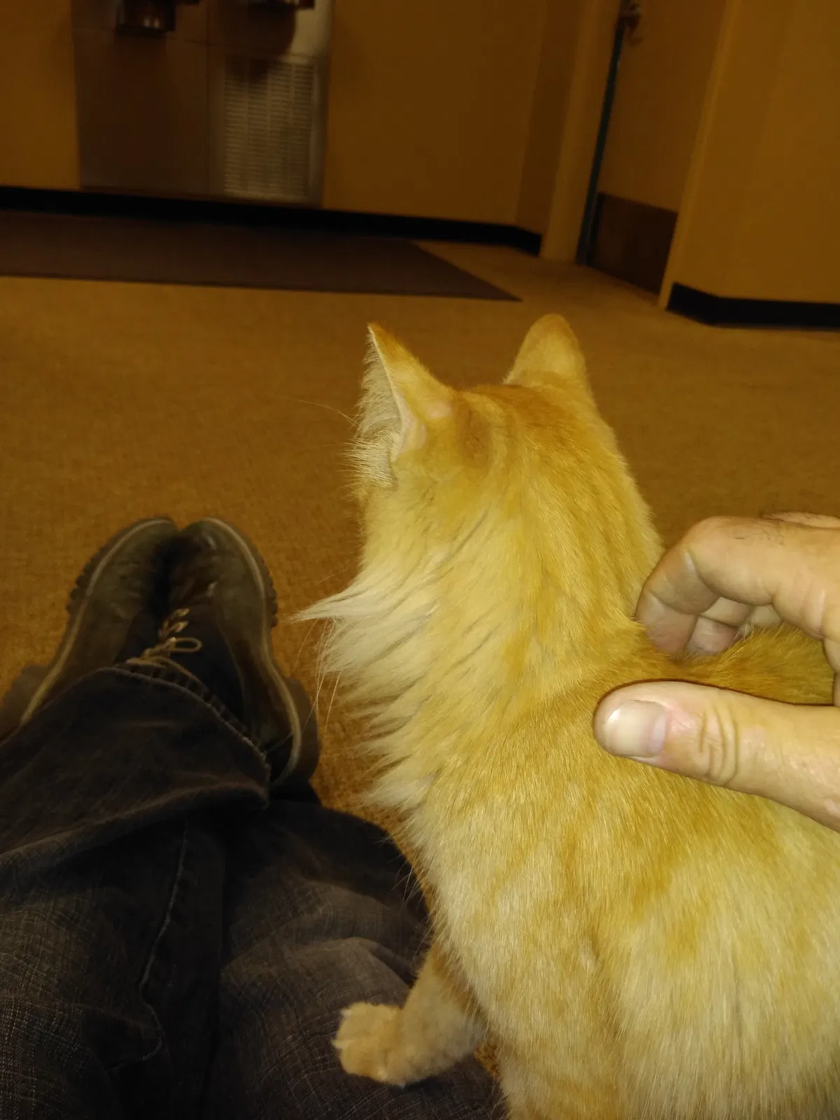 Found cat in Chandler, AZ, 85286