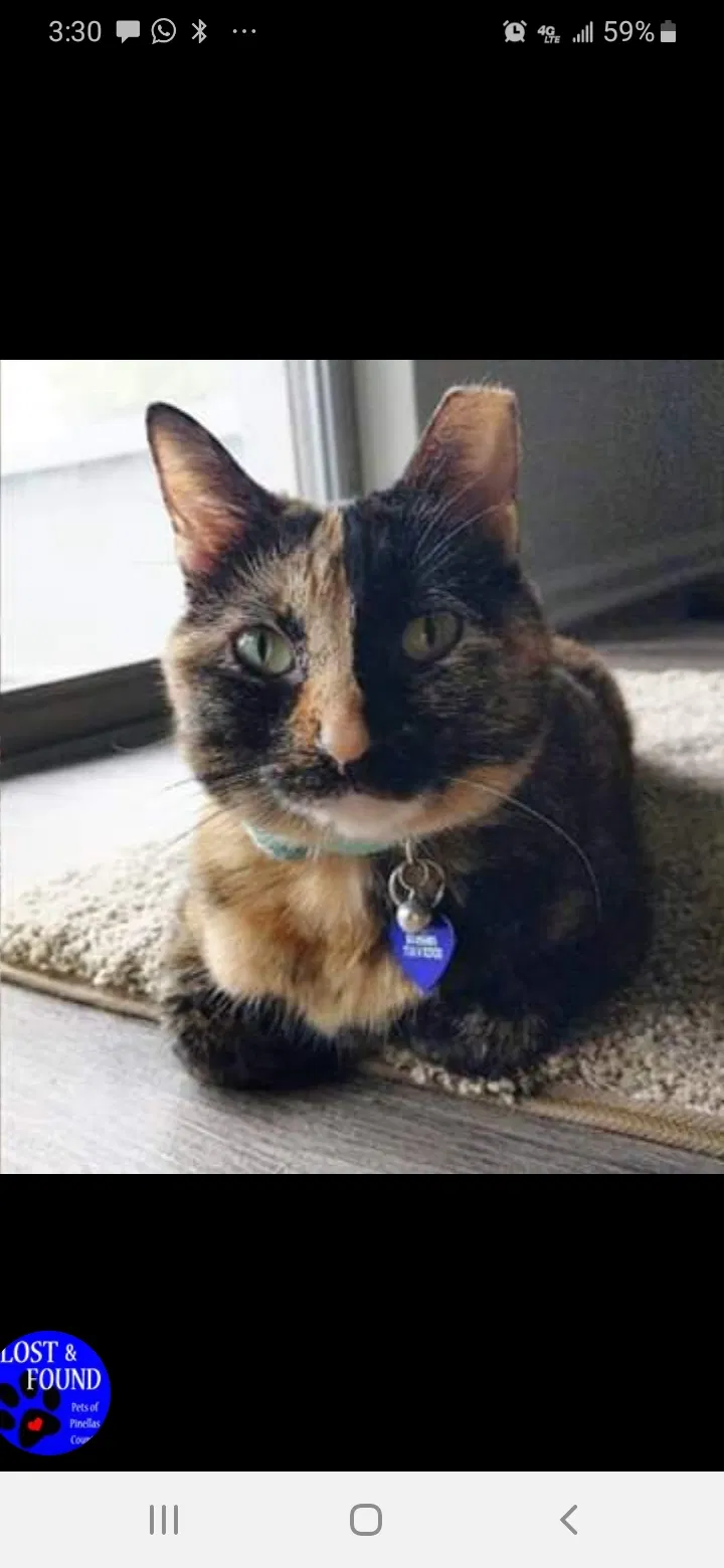 Lost cat in Clearwater, FL, 33764