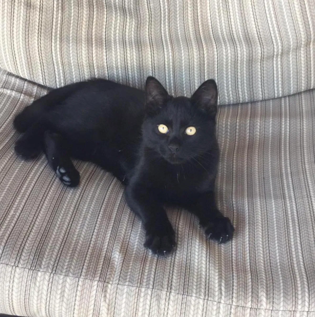 Lost cat in Enumclaw, WA, 98022