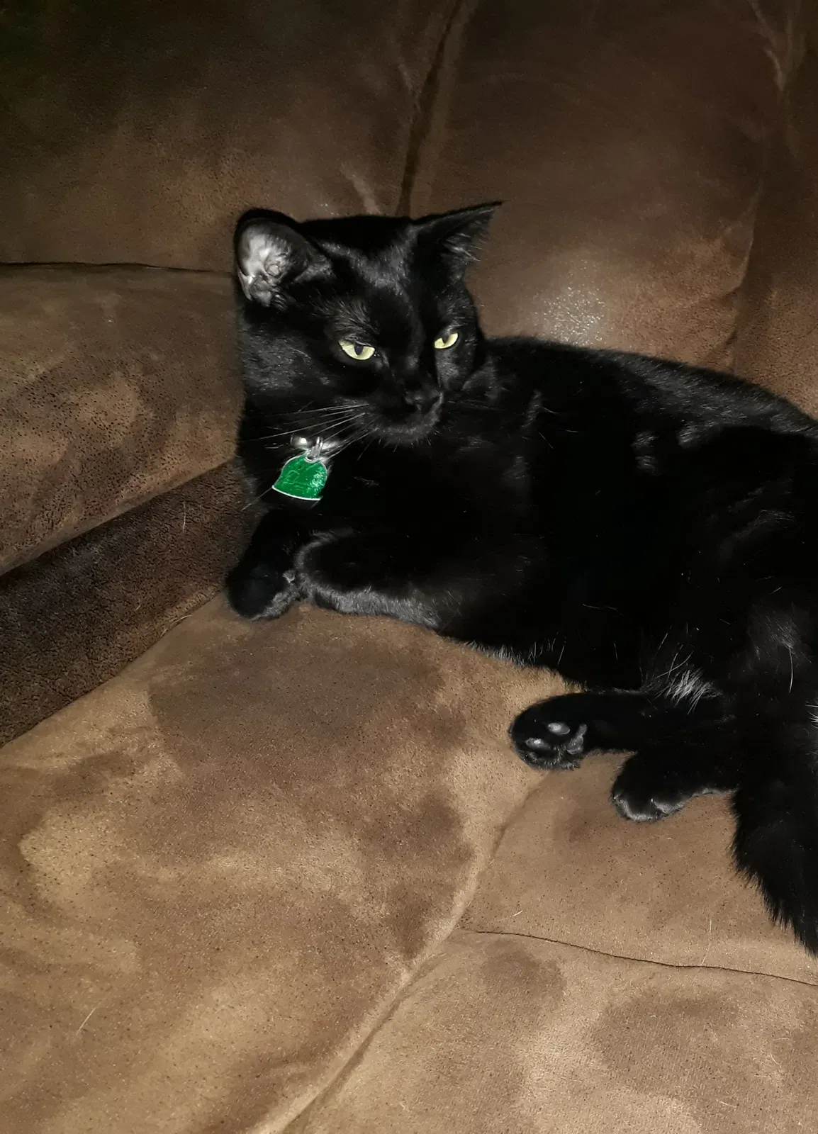 Lost cat in Middleburg, FL, 32068
