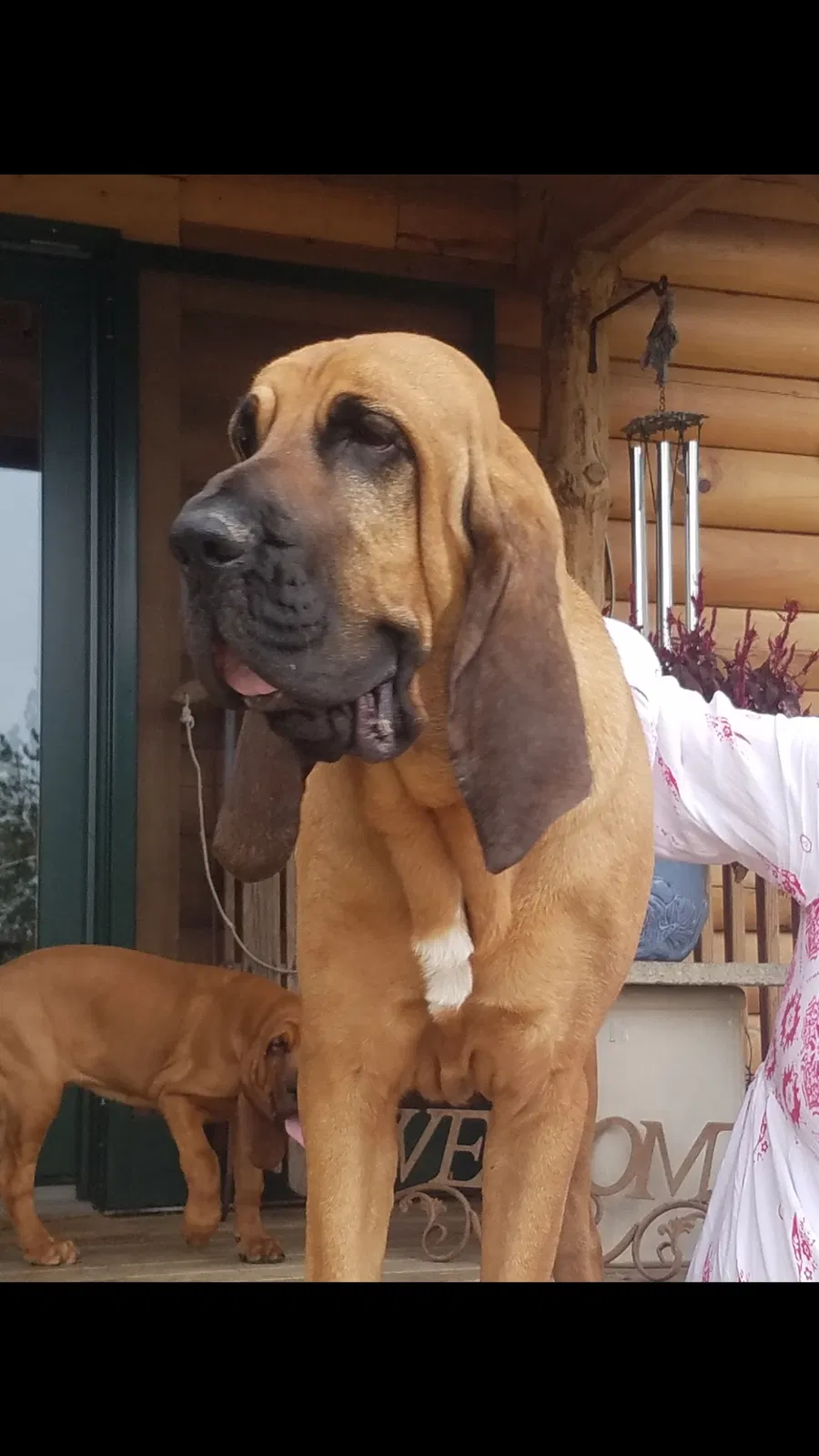 Lost dog in Centerburg, OH, 43011