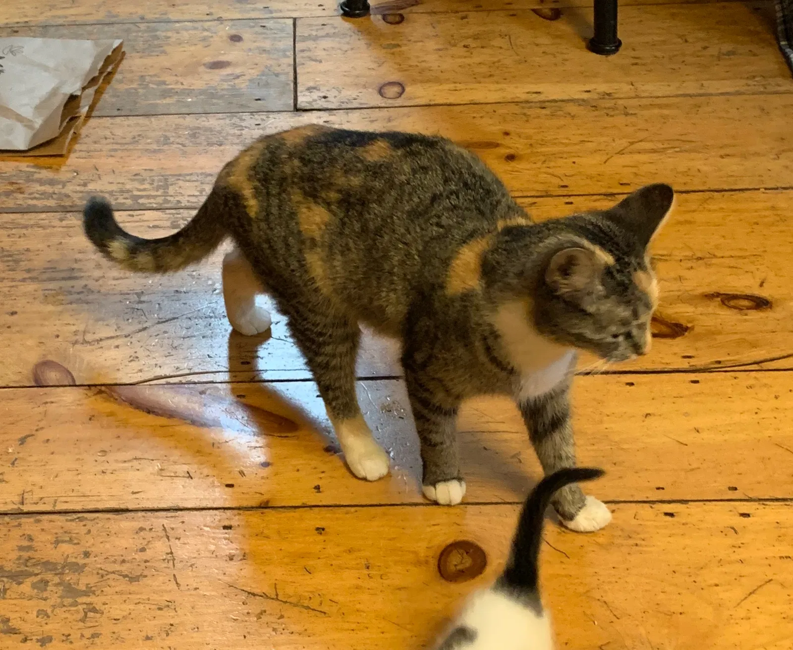 Lost cat in Pembroke, MA, 2359