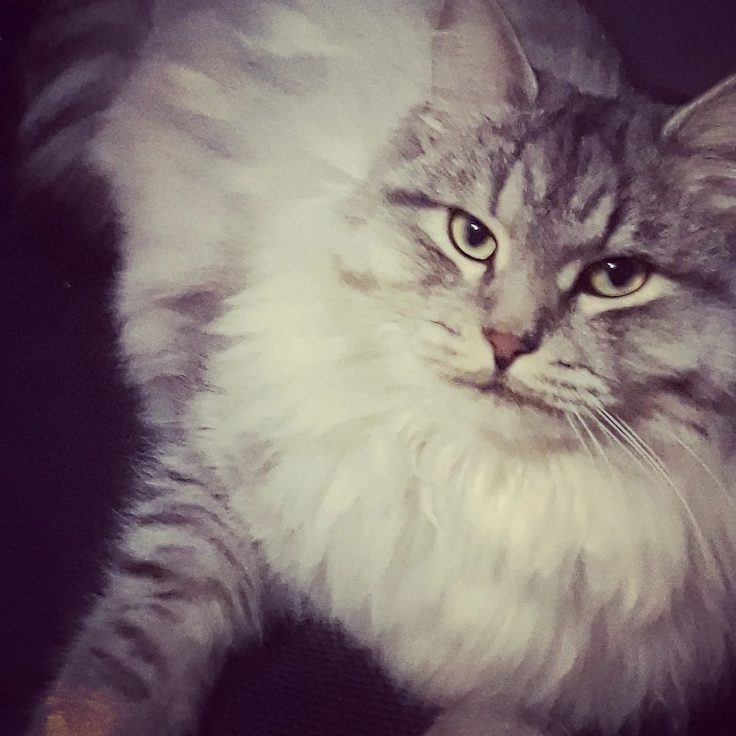 Lost cat in Puyallup, WA, 98375