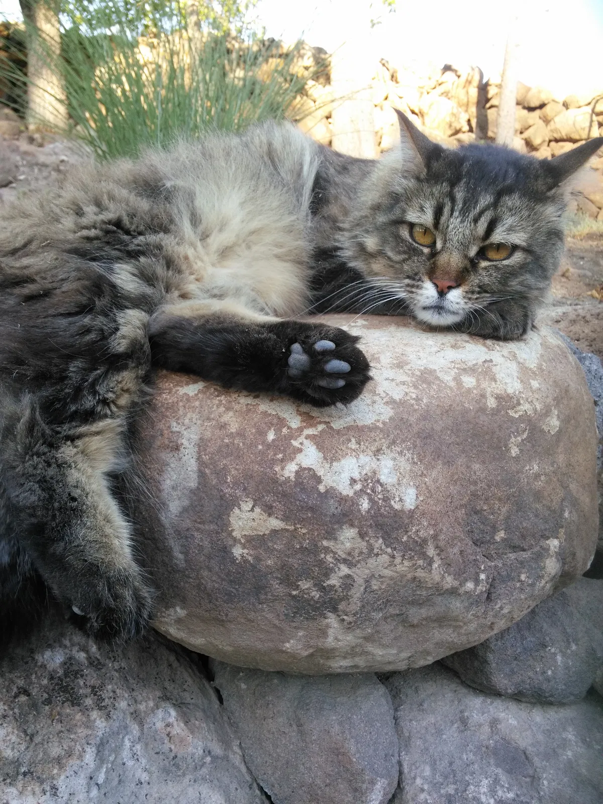 Lost cat in Reno, NV, 89511