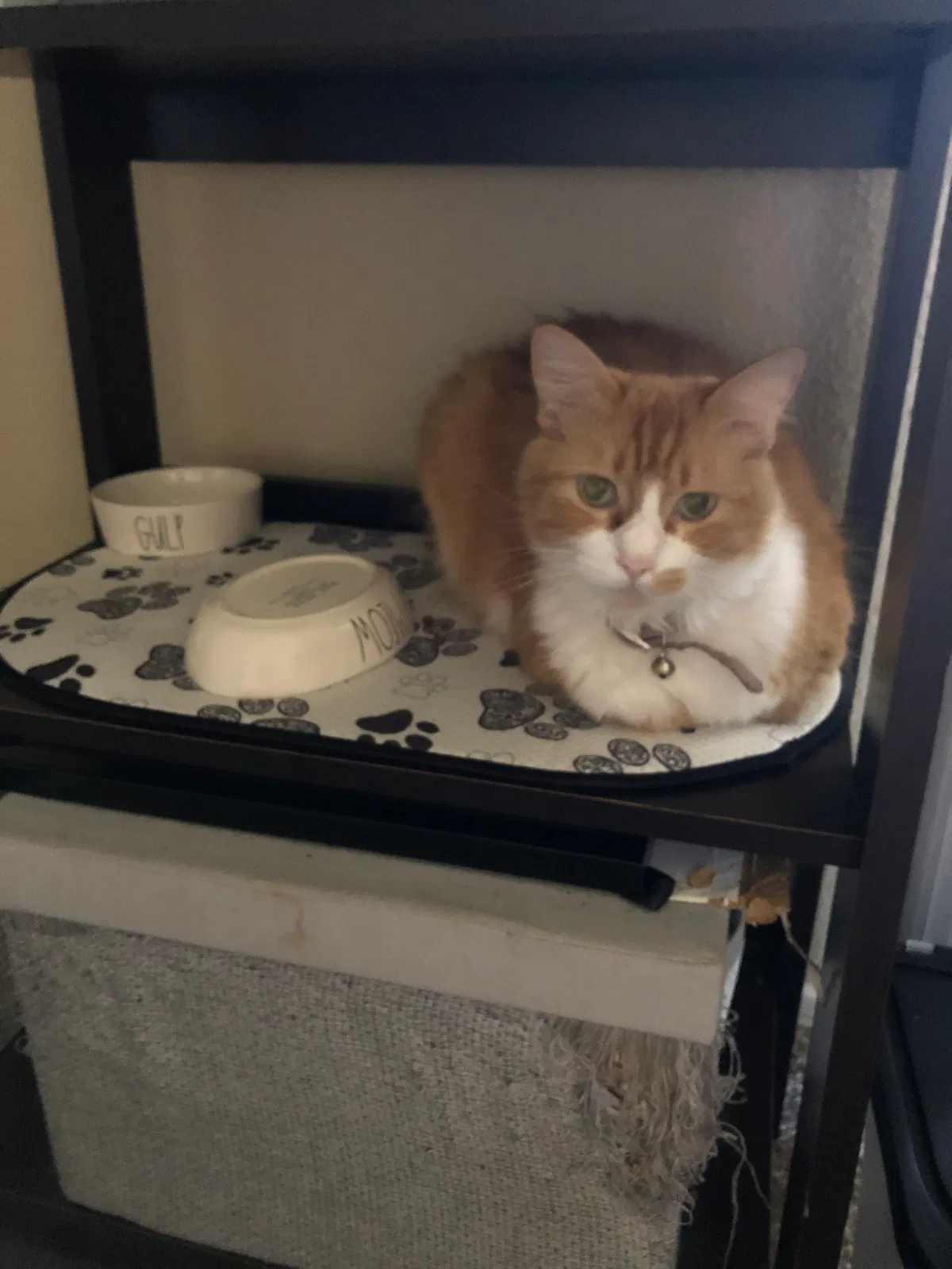 Lost cat in Austin, TX, 78704