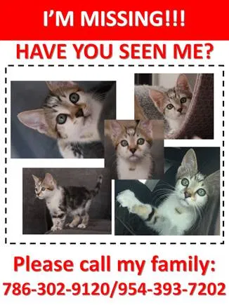 Lost cat in Fort Lauderdale, FL, 33351