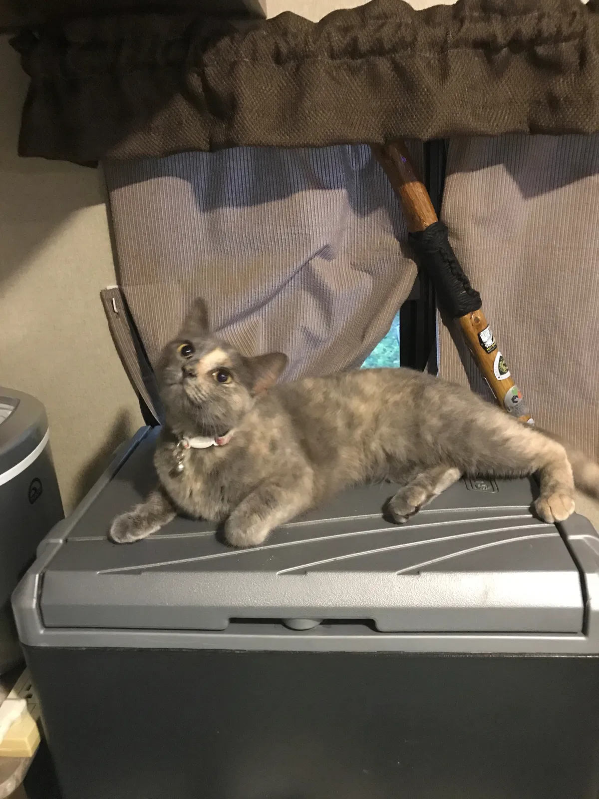 Lost cat in Kodak, TN, 37764